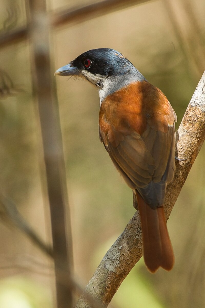 Rufous Vanga (Schetba rufa) photo