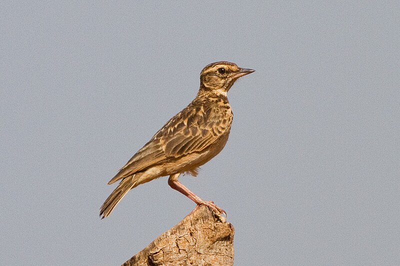 Sun Lark (Galerida modesta) photo