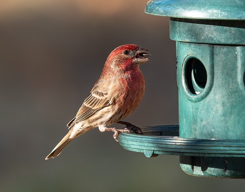 House Finch (Haemorhous mexicanus) photo