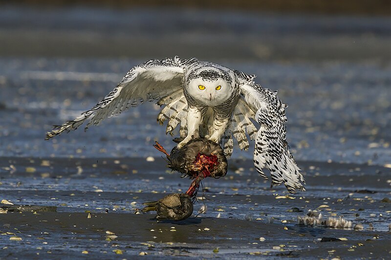 Snowy Owl (Bubo scandiacus) photo