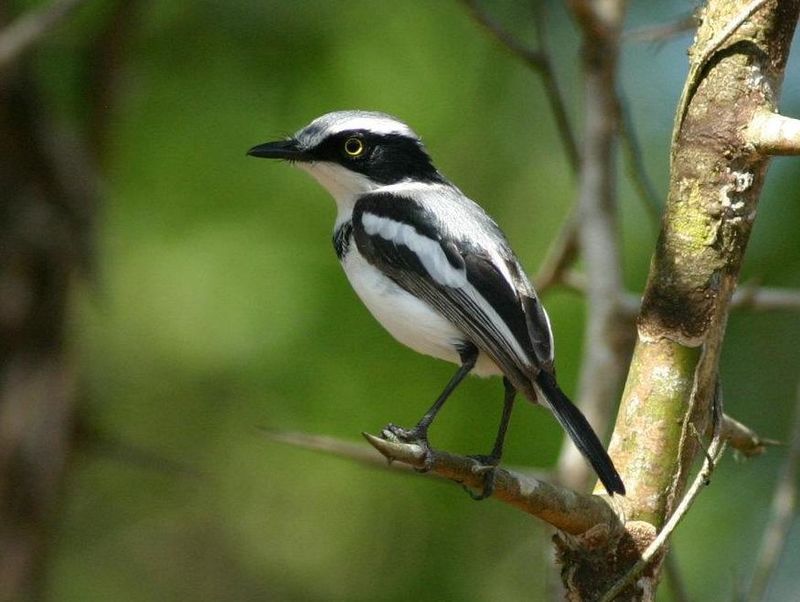 Pale Batis (Batis soror) photo