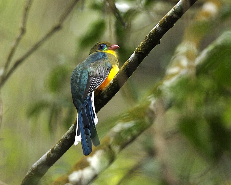 Javan Trogon (Apalharpactes reinwardtii) photo