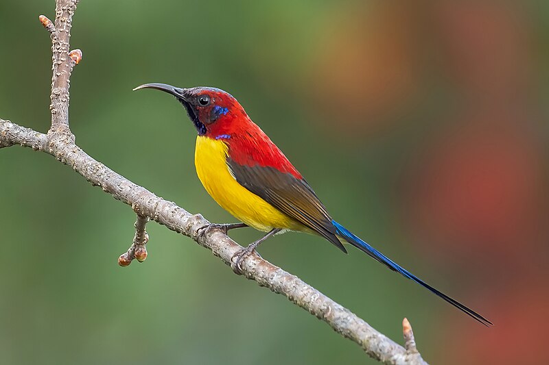 Mrs. Gould's Sunbird (Aethopyga gouldiae) photo