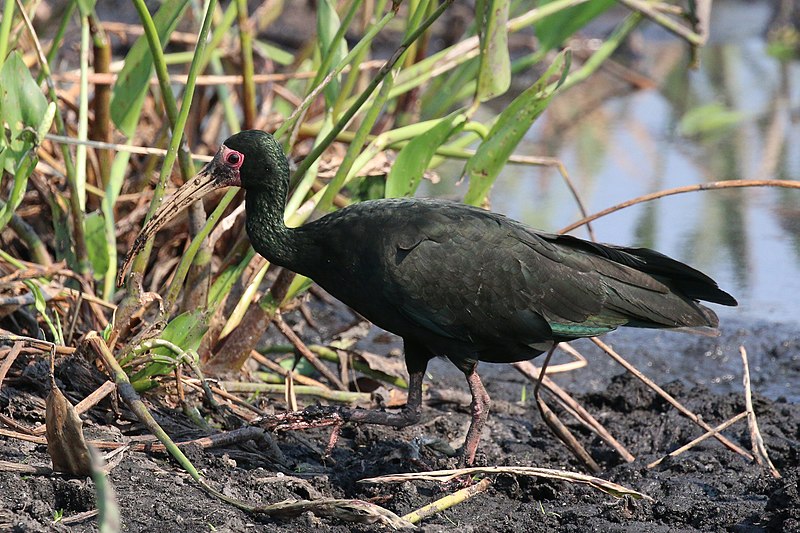 Bare-faced Ibis (Phimosus infuscatus) photo