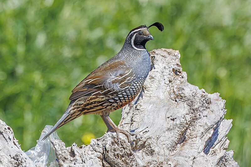 California Quail (Callipepla californica) photo