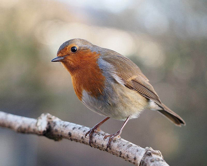 European Robin (Erithacus rubecula) photo