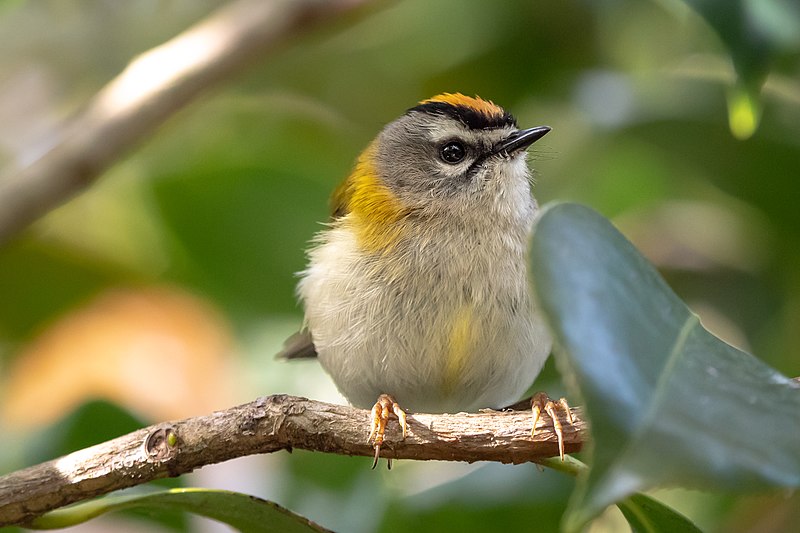 Madeira Firecrest (Regulus madeirensis) photo