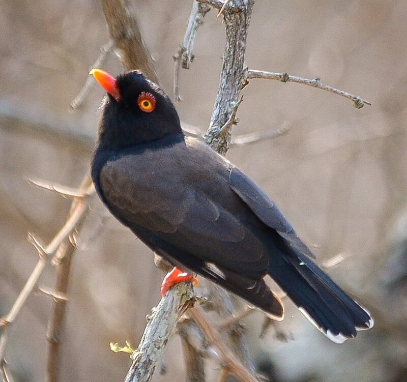 Retz's Helmetshrike (Prionops retzii) photo