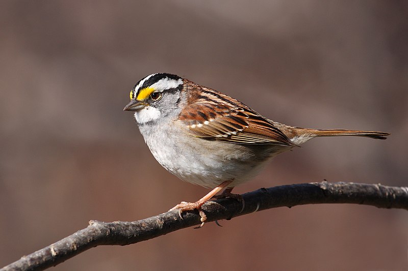 White-throated Sparrow (Zonotrichia albicollis) photo