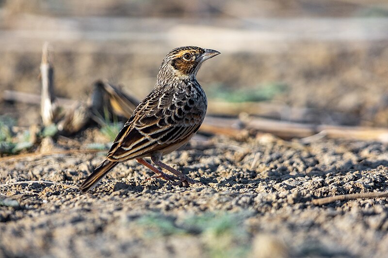 Singing Bushlark (Mirafra javanica) photo