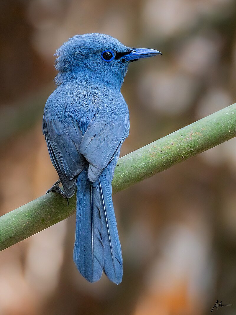 Blue Paradise-Flycatcher (Terpsiphone cyanescens) photo