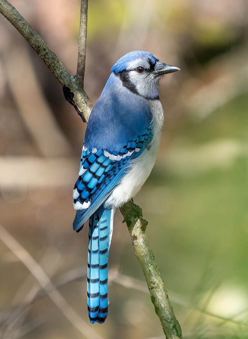Blue Jay (Cyanocitta cristata) photo