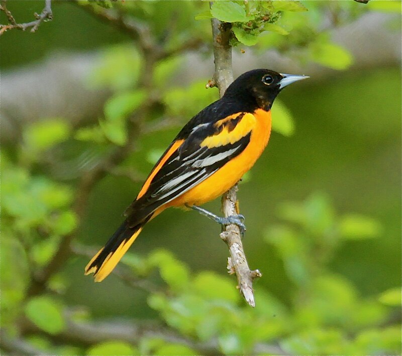 Baltimore Oriole (Icterus galbula) photo