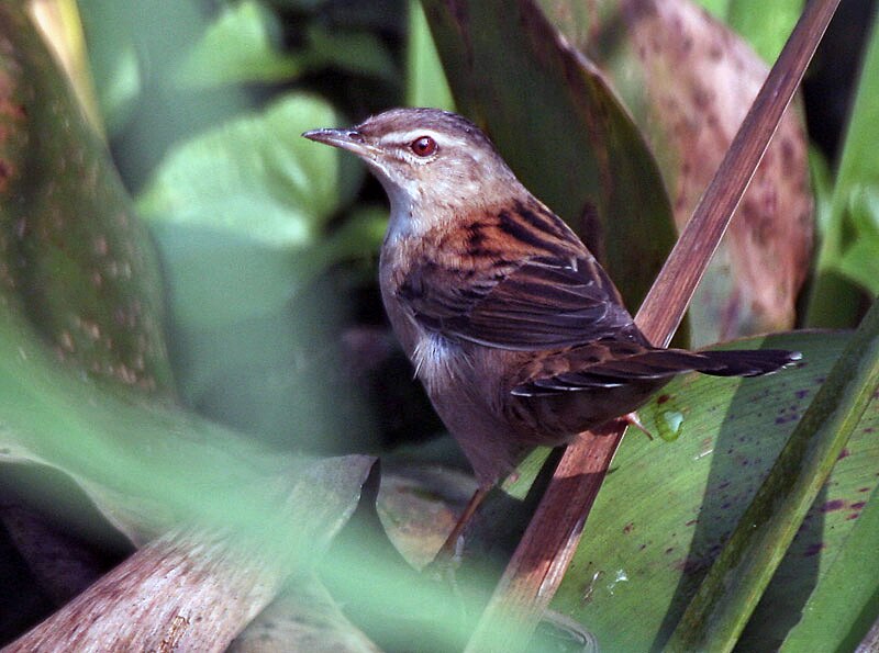 Pallas's Grasshopper Warbler (Helopsaltes certhiola) photo
