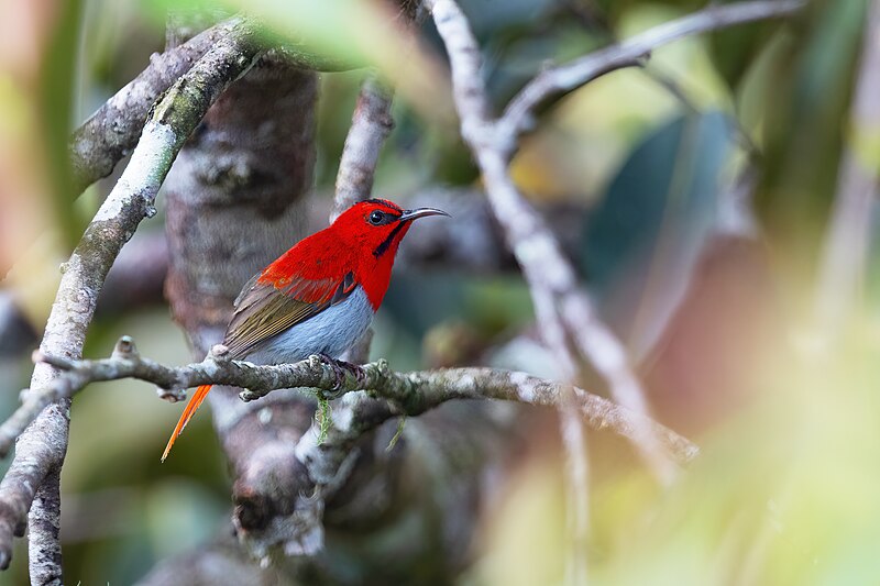 Temminck's Sunbird (Aethopyga temminckii) photo