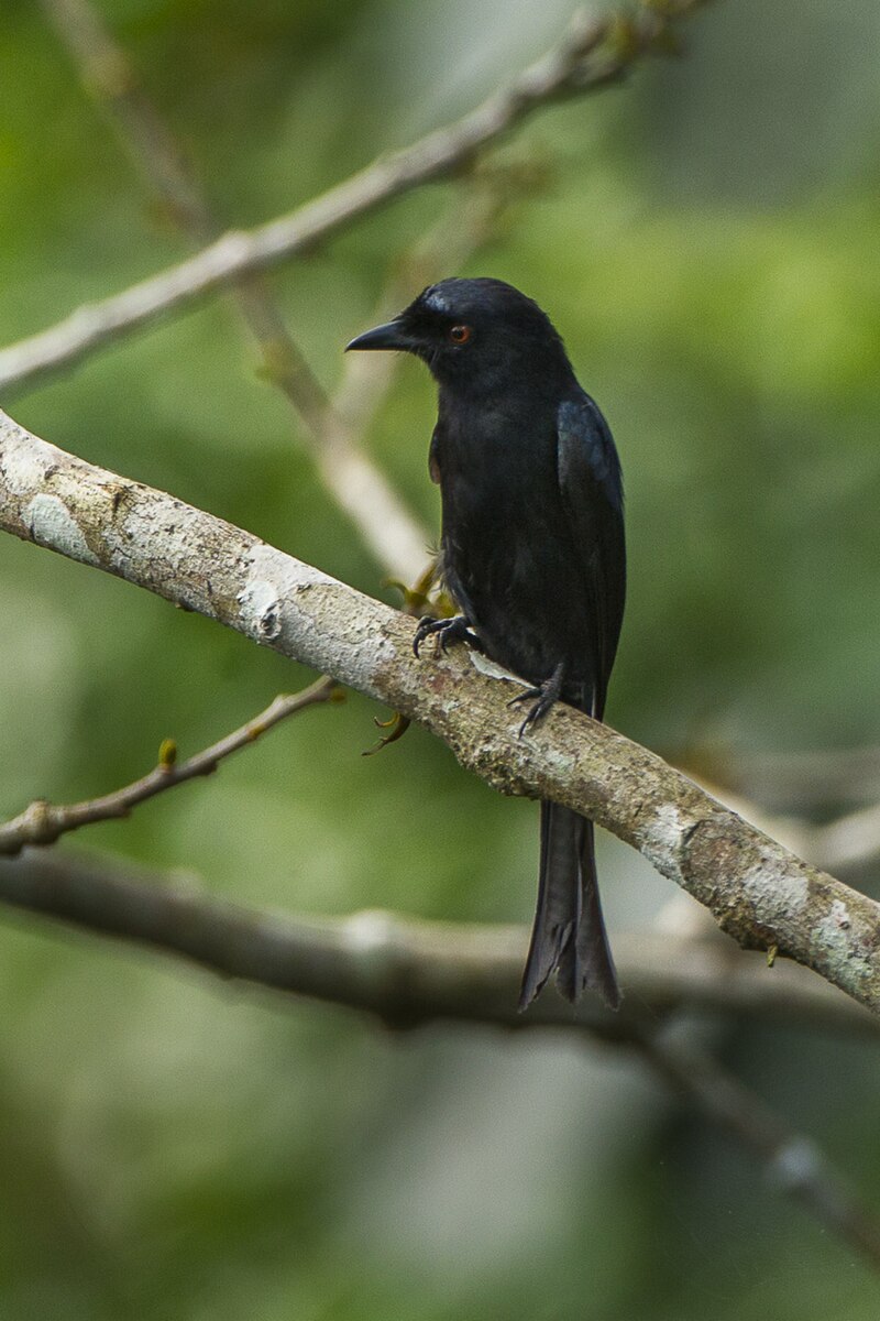Velvet-mantled Drongo (Dicrurus modestus) photo
