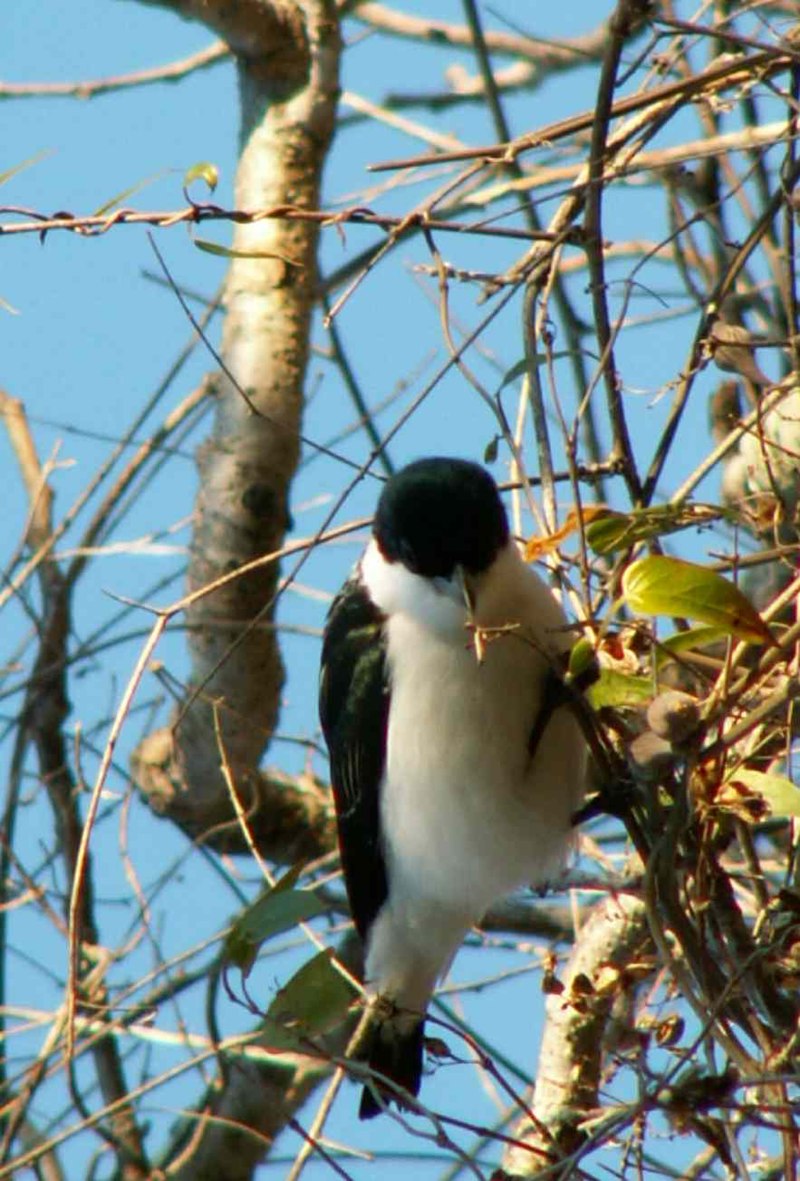 Chabert Vanga (Leptopterus chabert) photo