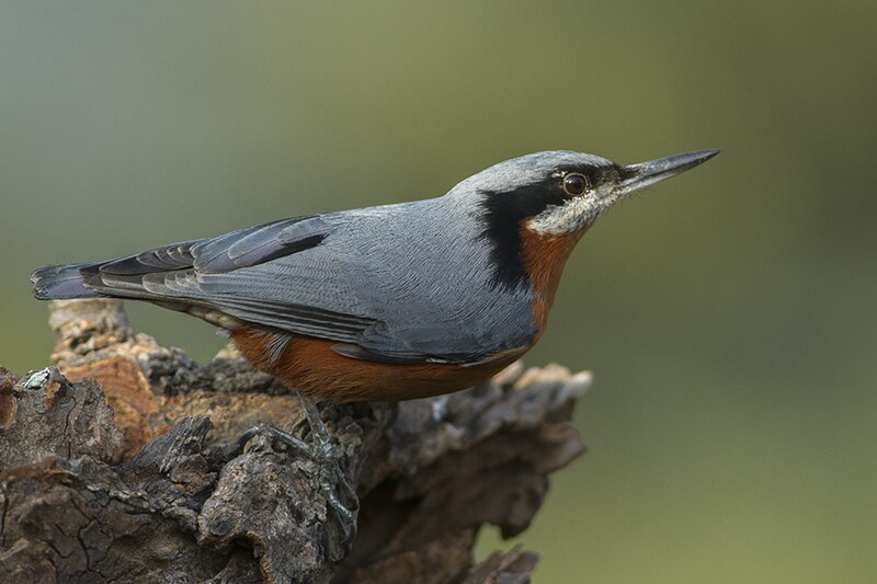 Chestnut-bellied Nuthatch (Sitta cinnamoventris) photo