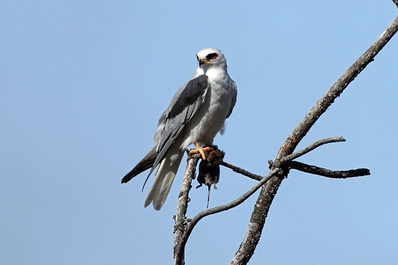 White-tailed Kite (Elanus leucurus) photo