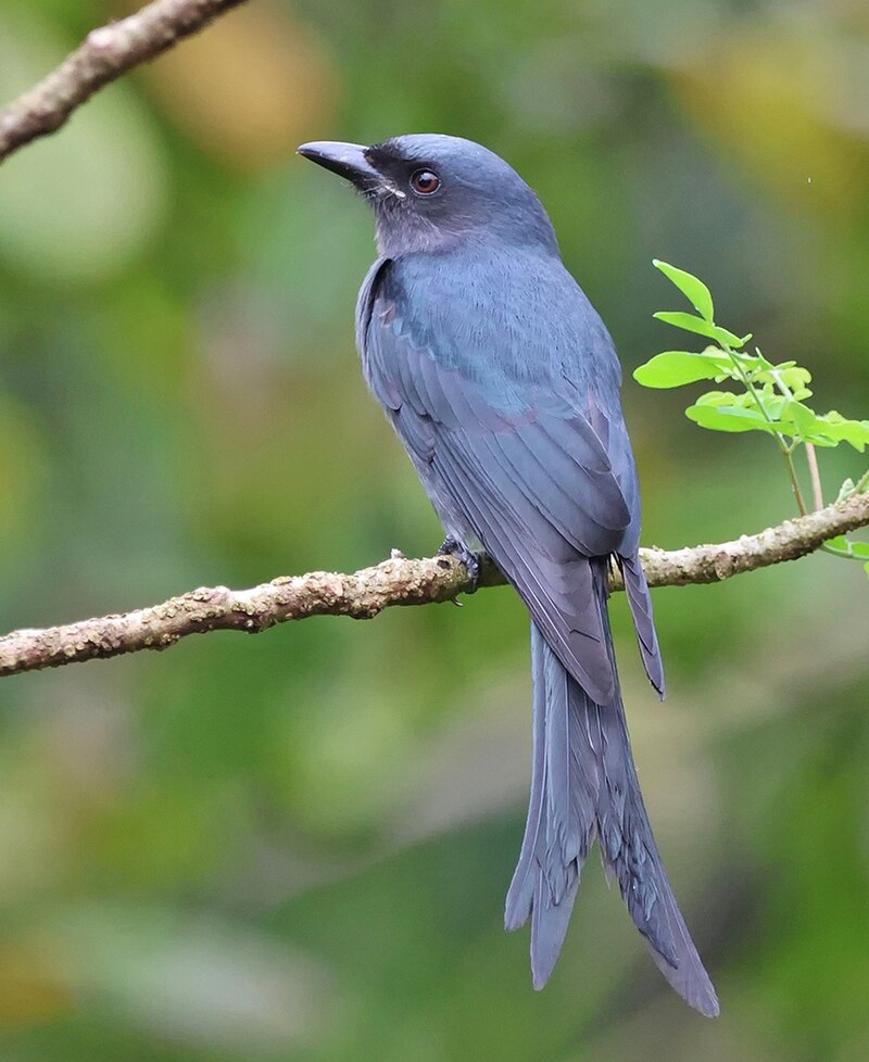 Black Drongo (Dicrurus macrocercus) photo