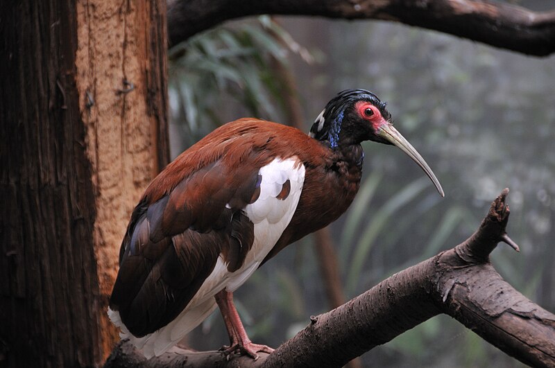 Madagascar Ibis (Lophotibis cristata) photo