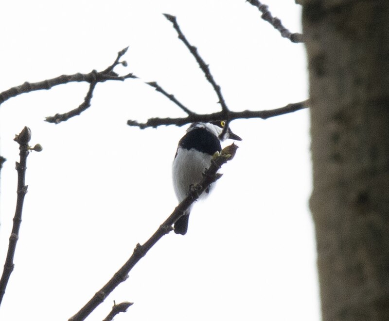 Ituri Batis (Batis ituriensis) photo