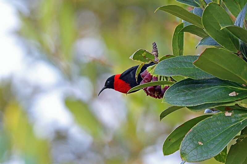 Red-collared Myzomela (Myzomela rosenbergii) photo