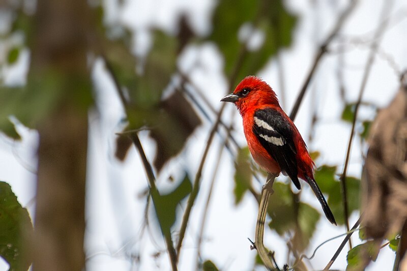 White-winged Tanager (Piranga leucoptera) photo