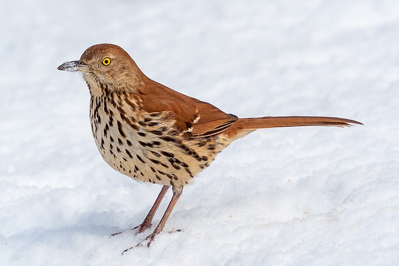 Brown Thrasher (Toxostoma rufum) photo
