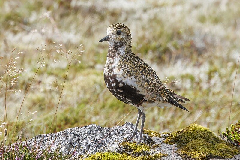 European Golden-Plover (Pluvialis apricaria) photo