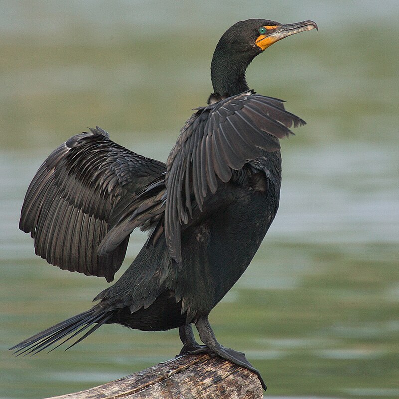 Double-crested Cormorant (Nannopterum auritum) photo