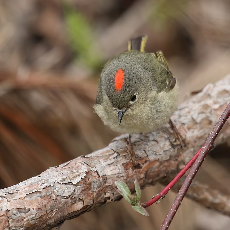 Ruby-crowned Kinglet (Corthylio calendula) photo
