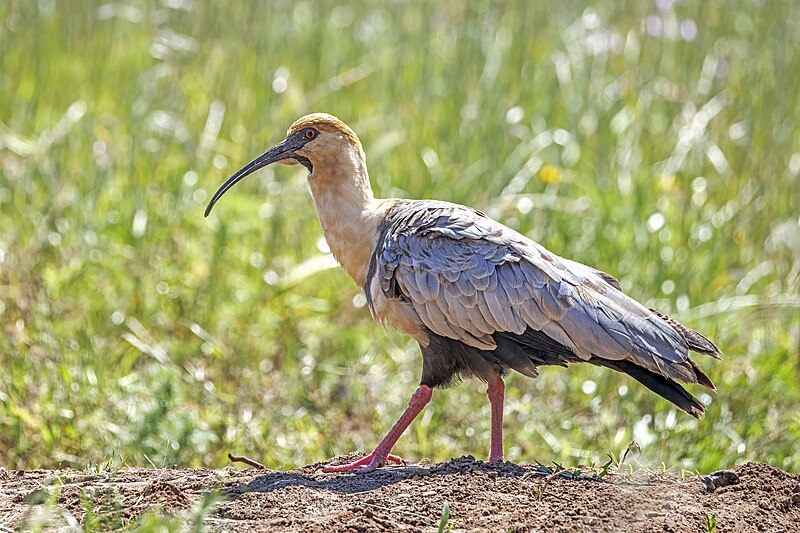 Black-faced Ibis (Theristicus melanopis) photo
