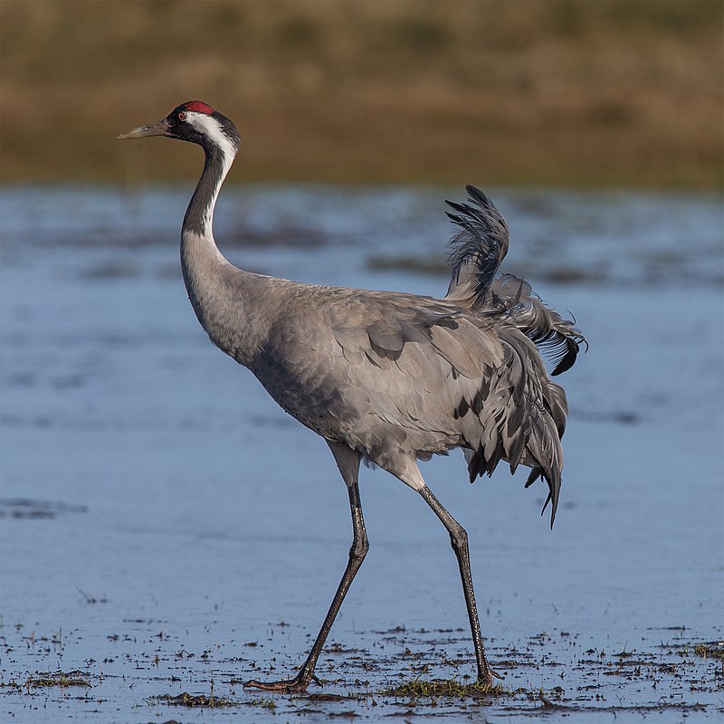 Common Crane (Grus grus) photo