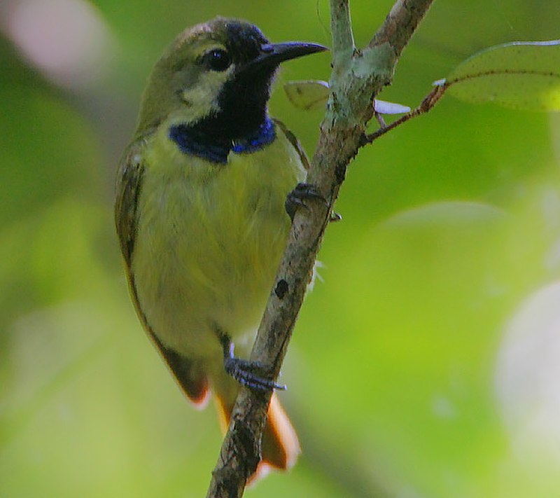 Plain-backed Sunbird (Anthreptes reichenowi) photo