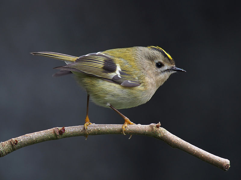 Goldcrest (Regulus regulus) photo