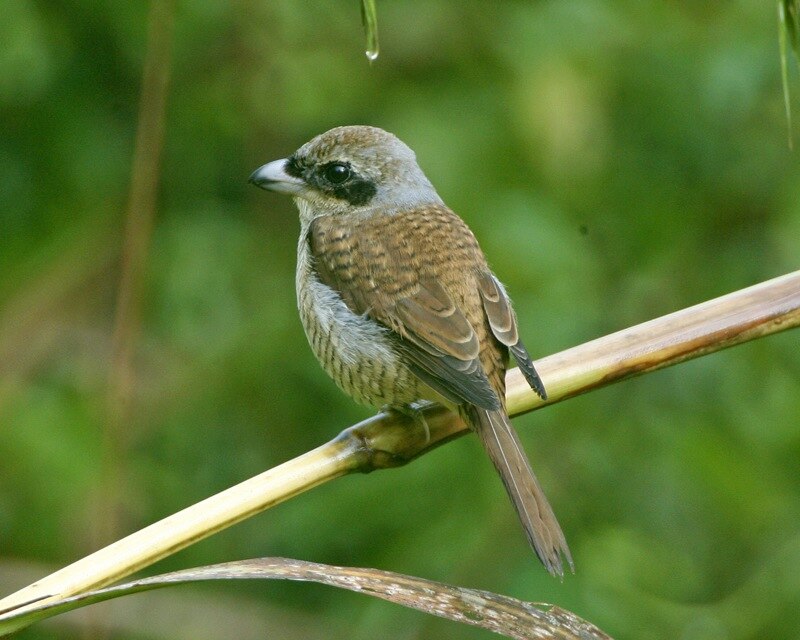 Tiger Shrike (Lanius tigrinus) photo