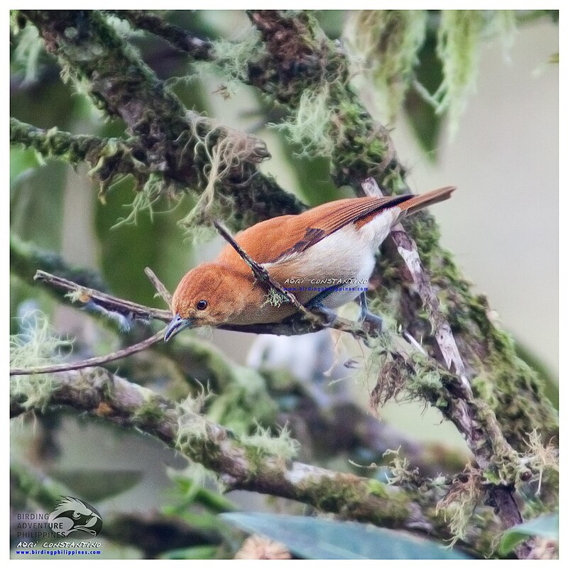 Cinnamon Ibon (Hypocryptadius cinnamomeus) photo