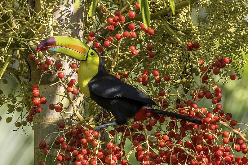 Keel-billed Toucan (Ramphastos sulfuratus) photo