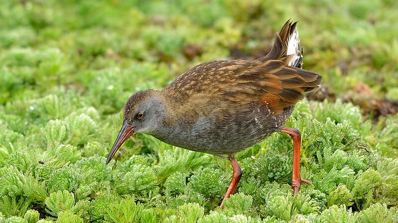 Bogota Rail (Rallus semiplumbeus) photo