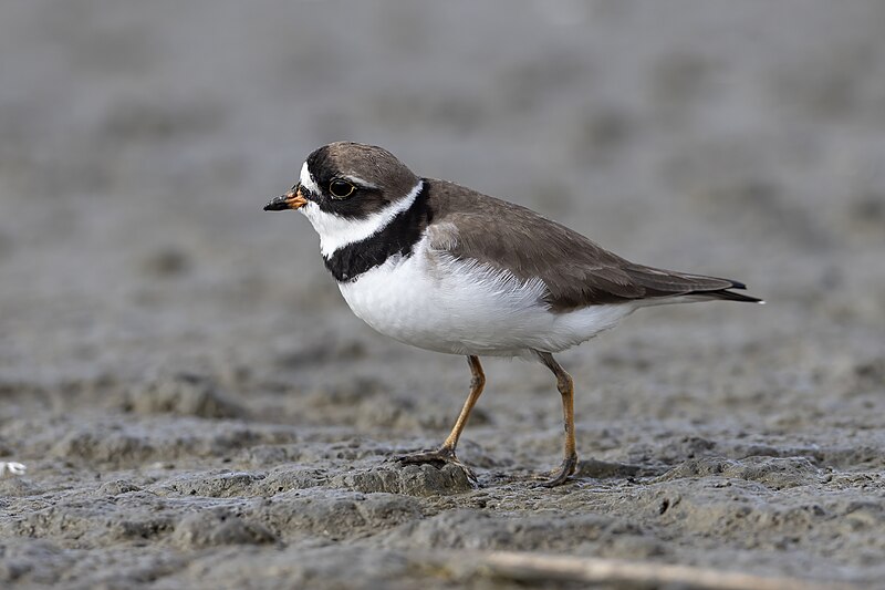 Semipalmated Plover (Charadrius semipalmatus) photo