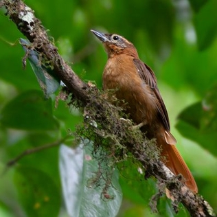 Alagoas Foliage-gleaner (Philydor novaesi) photo