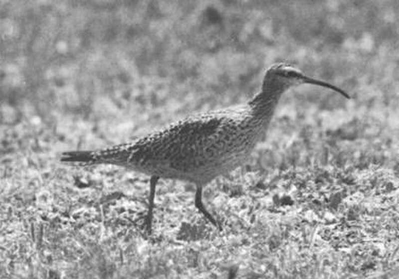 Eskimo Curlew (Numenius borealis) photo